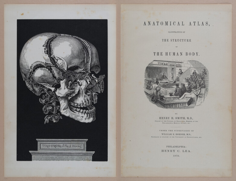 E309 - Anatomical Atlas - 8076-8077