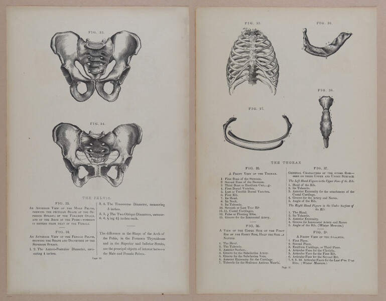 E309 - Anatomical Atlas - 8100-8101