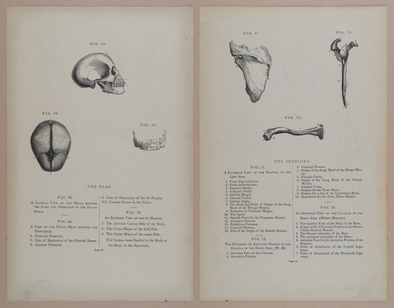 E309 - Anatomical Atlas - 8110-8111