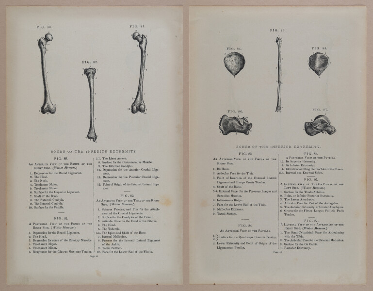 E309 - Anatomical Atlas - 8114-8115