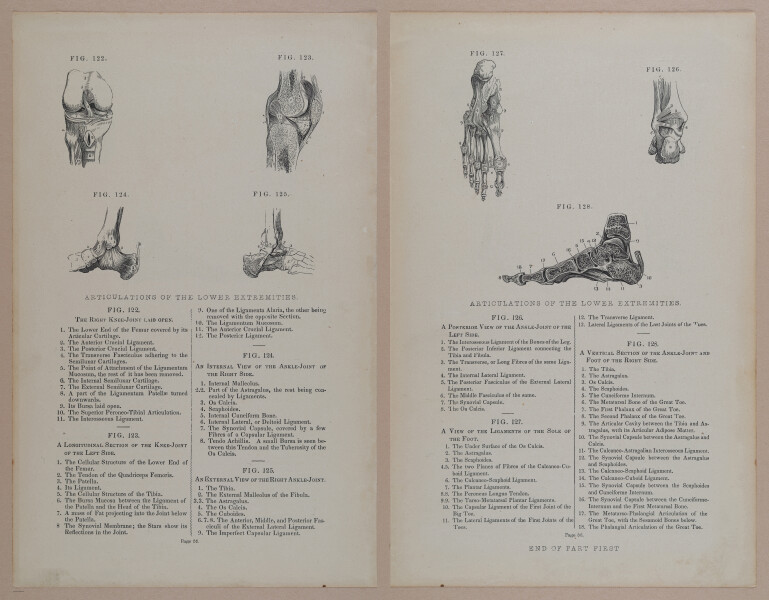 E309 - Anatomical Atlas - 8126-8127