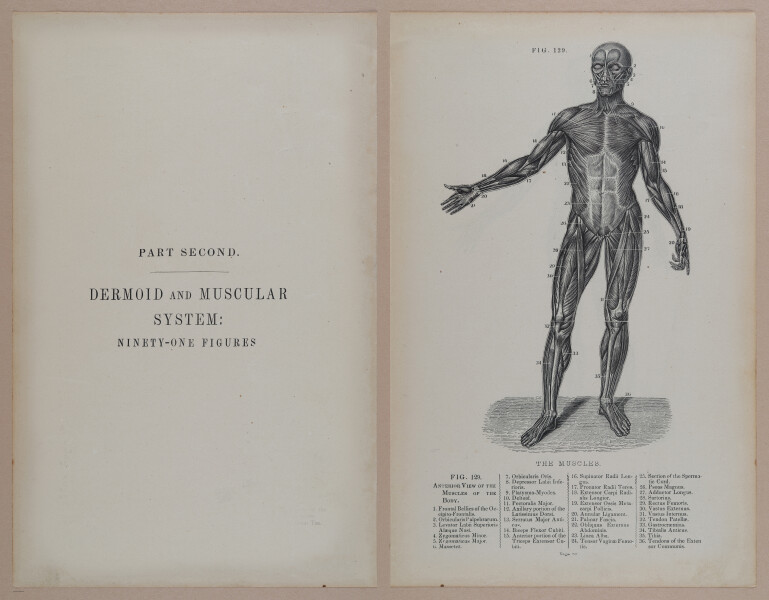 E309 - Anatomical Atlas - 8128-8129