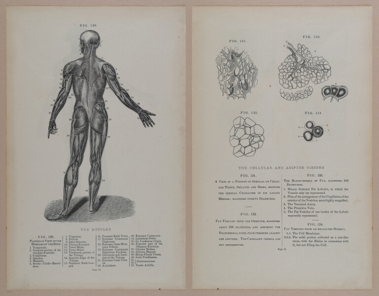 E309 - Anatomical Atlas - 8130-8131
