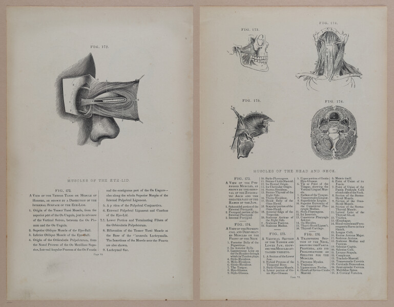 E309 - Anatomical Atlas - 8142-8143