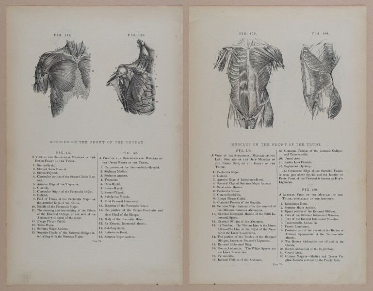E309 - Anatomical Atlas - 8144-8145