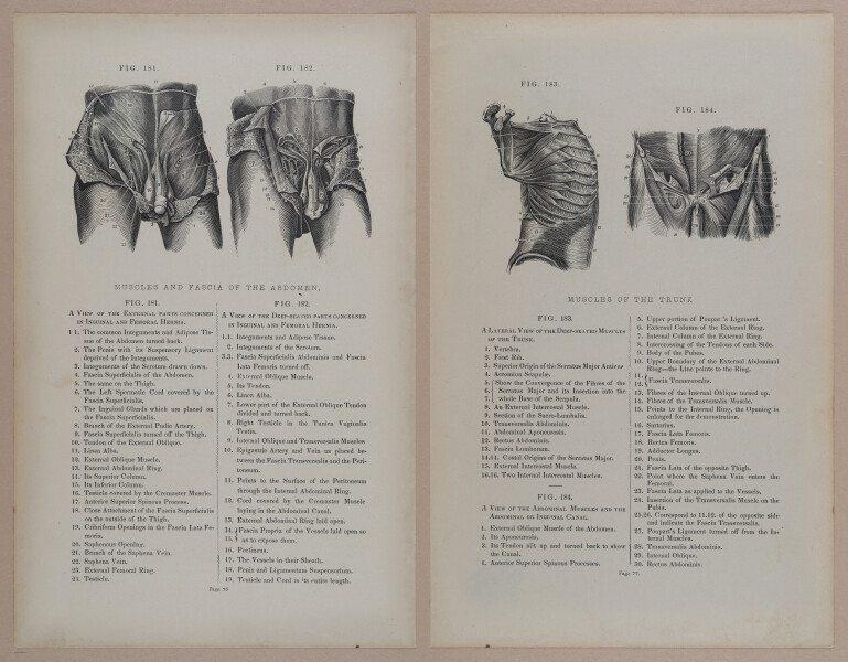 E309 - Anatomical Atlas - 8146-8147