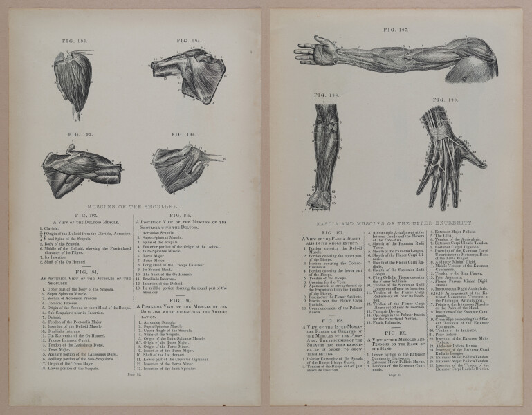 E309 - Anatomical Atlas - 8152-8153