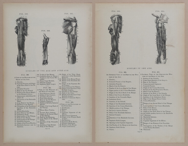 E309 - Anatomical Atlas - 8154-8155