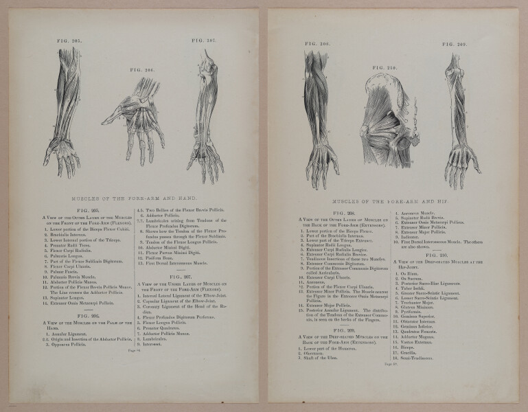 E309 - Anatomical Atlas - 8156-8157