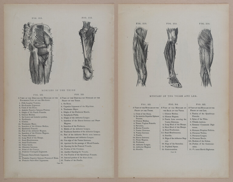 E309 - Anatomical Atlas - 8158-8159