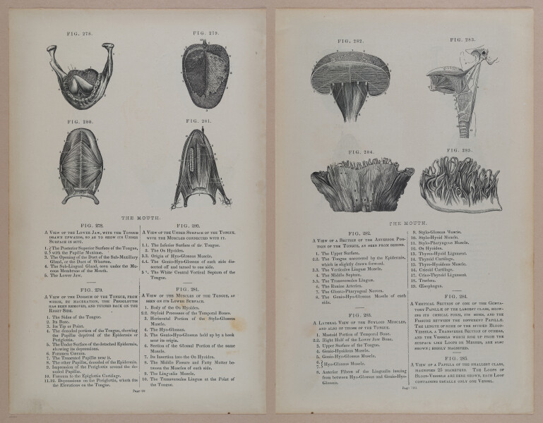 E309 - Anatomical Atlas - 8168-8169