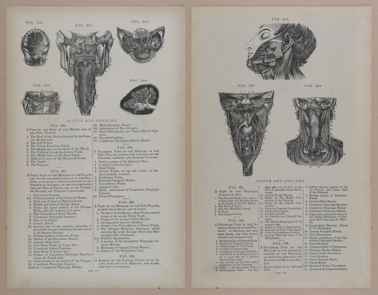 E309 - Anatomical Atlas - 8170-8171