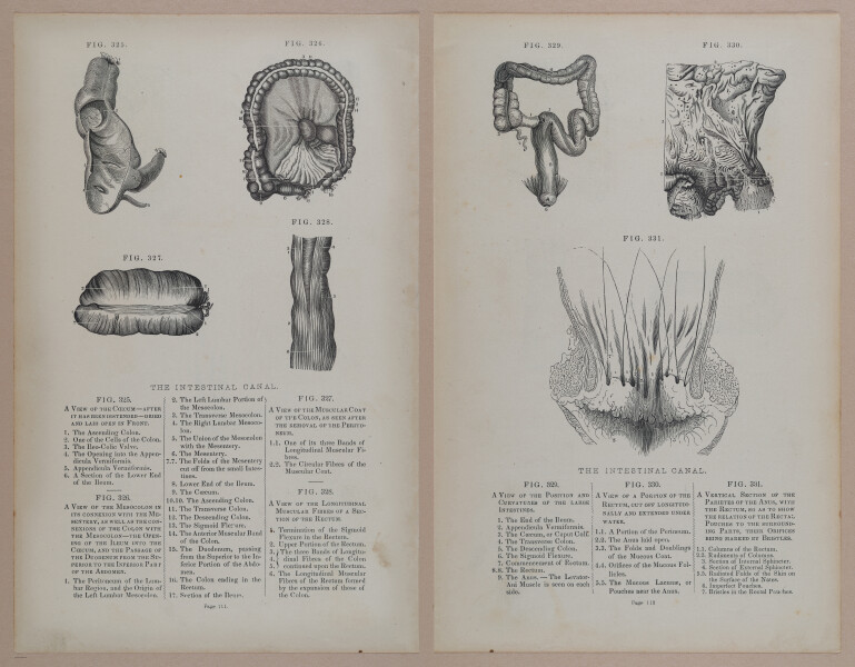 E309 - Anatomical Atlas - 8180-8181