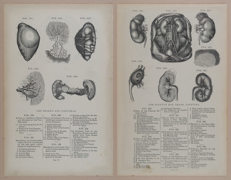 E309 - Anatomical Atlas - 8186-8187