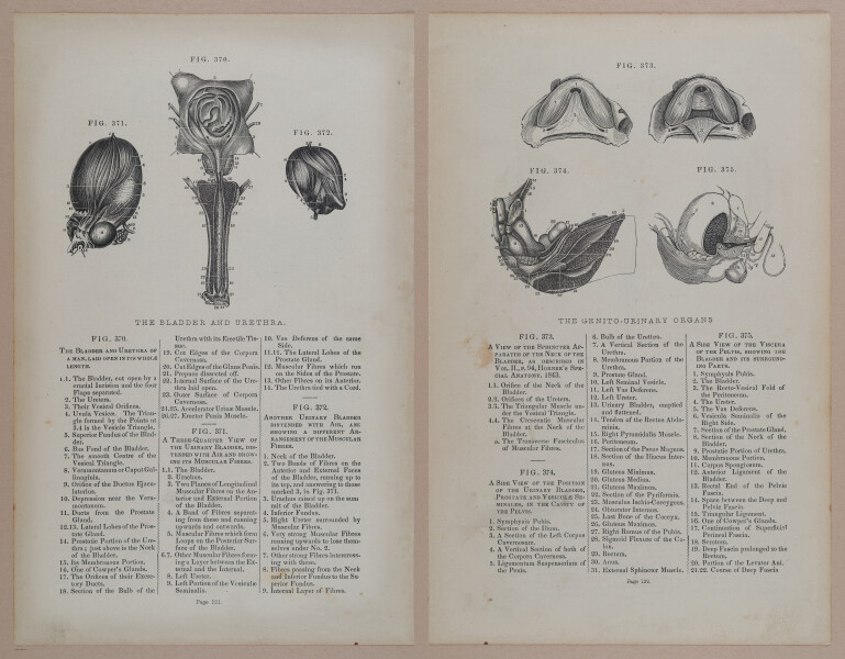 E309 - Anatomical Atlas - 8190-8191