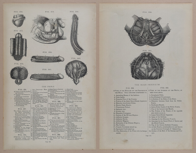 E309 - Anatomical Atlas - 8192-8193