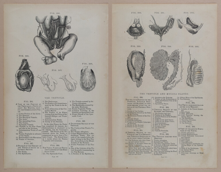 E309 - Anatomical Atlas - 8194-8195