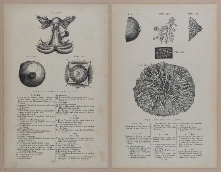 E309 - Anatomical Atlas - 8198-8199