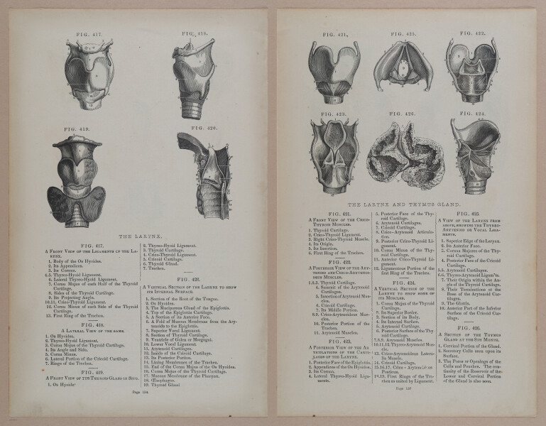 E309 - Anatomical Atlas - 8202-8203