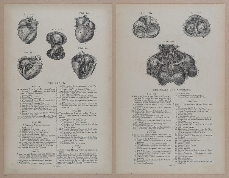 E309 - Anatomical Atlas - 8208-8209
