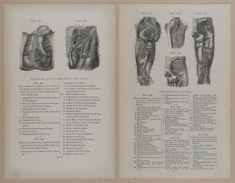 E309 - Anatomical Atlas - 8218-8219