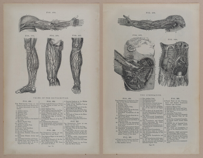 E309 - Anatomical Atlas - 8228-8229