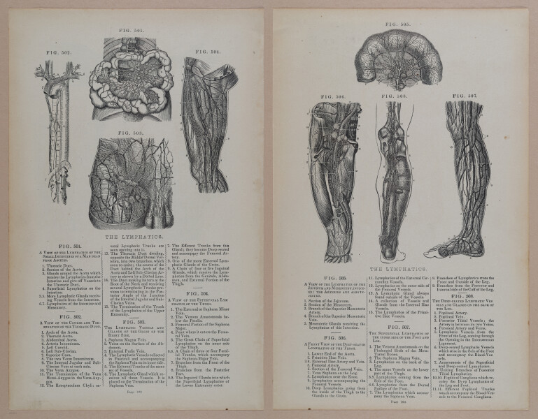 E309 - Anatomical Atlas - 8230-8231