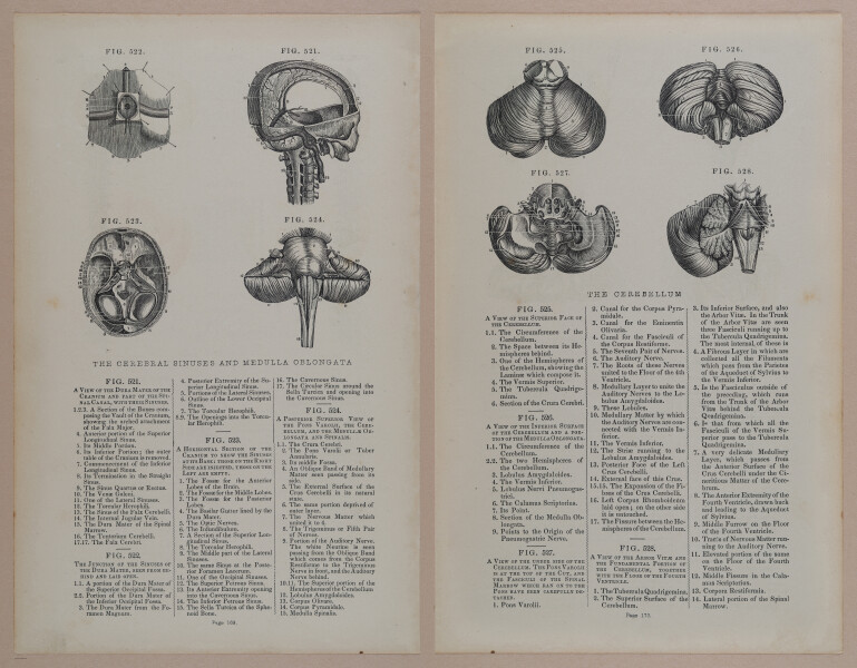 E309 - Anatomical Atlas - 8236-8237