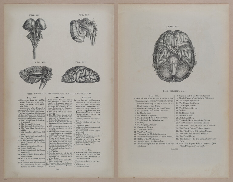 E309 - Anatomical Atlas - 8238-8239