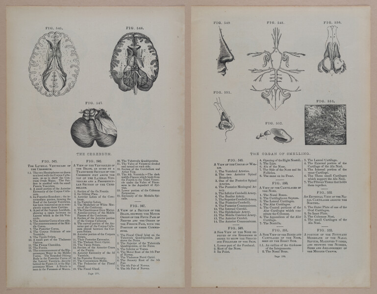 E309 - Anatomical Atlas - 8244-8245