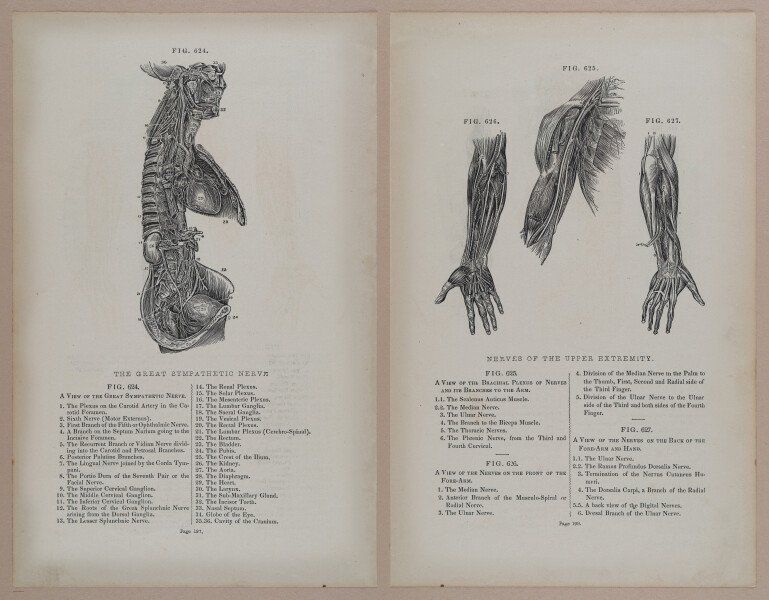 E309 - Anatomical Atlas - 8264-8265