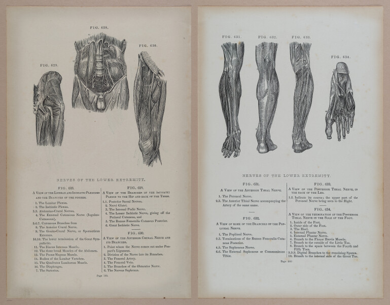 E309 - Anatomical Atlas - 8266-8267