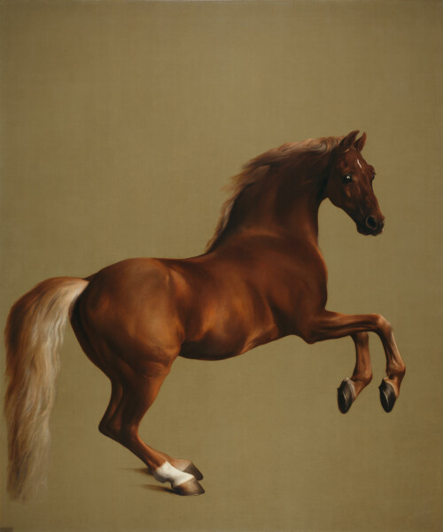 E264 - Whistlejacket, by George Stubbs, 1762 - from Courtney Spikes