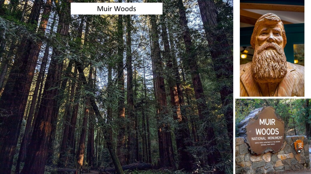 E50 - Muir Woods