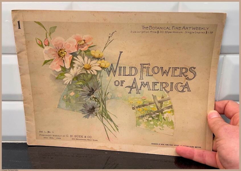 E356 - Wildflowers of America - i3721