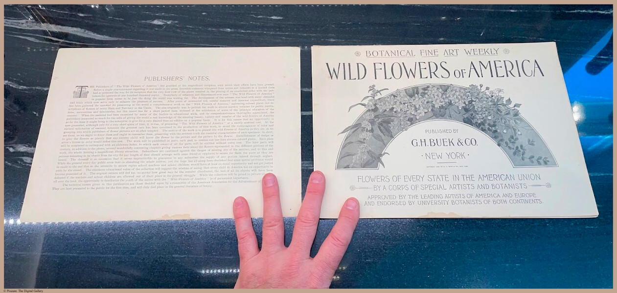 E356 - Wildflowers of America - i3723