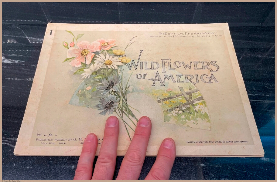E356 - Wildflowers of America - i3724