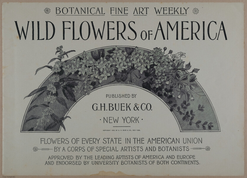 E356 - Wildflowers of America - i13581