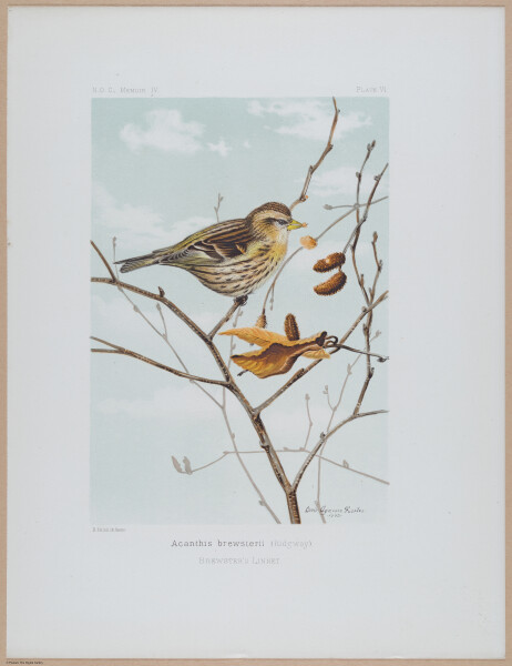 E365 - Birds of Cambridge - i14249