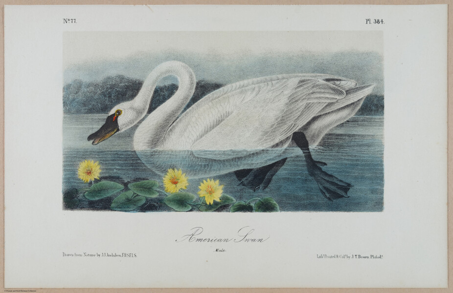 American Swan - i17863