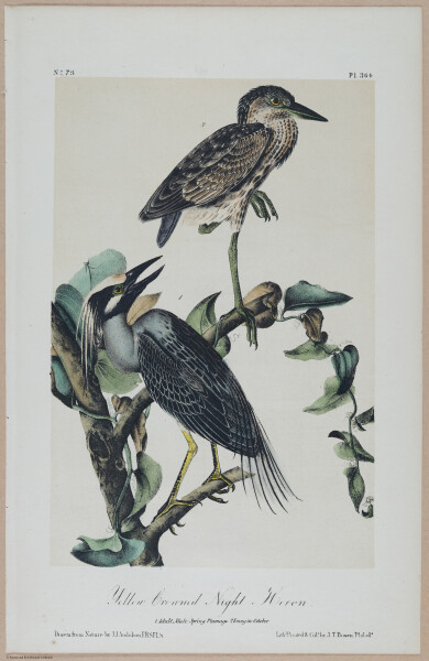 Yellow-Crowned Night Heron - i17865