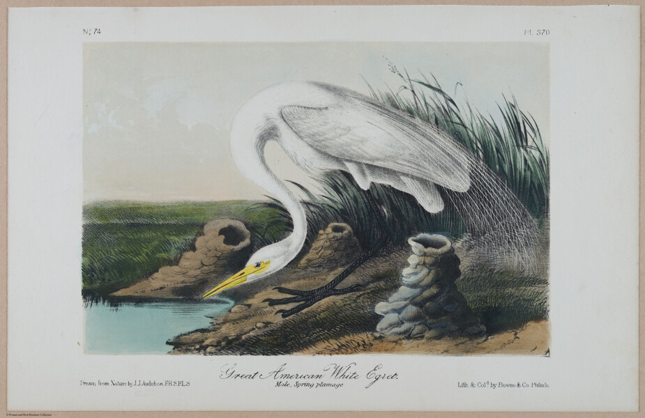 Great American White Egret - i17871