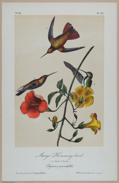Mango Hummingbird - i17873