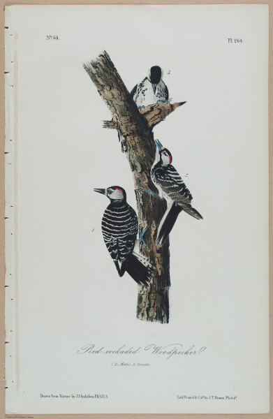 Red-cockaded Woodpecker - i17876