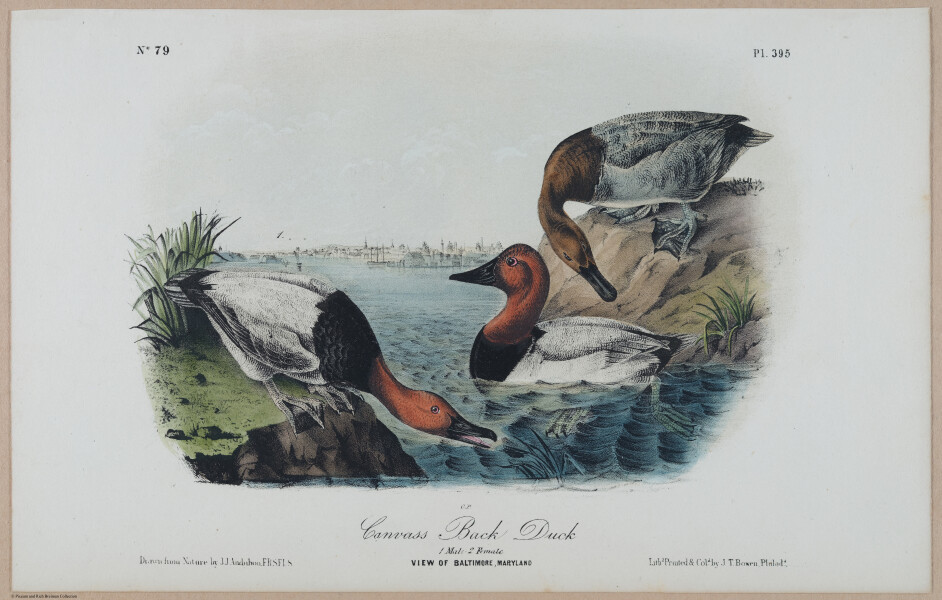 Canvass Back Duck - i17878