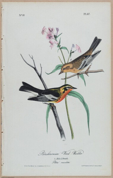 Blackburnian Wood-Warbler - i17881