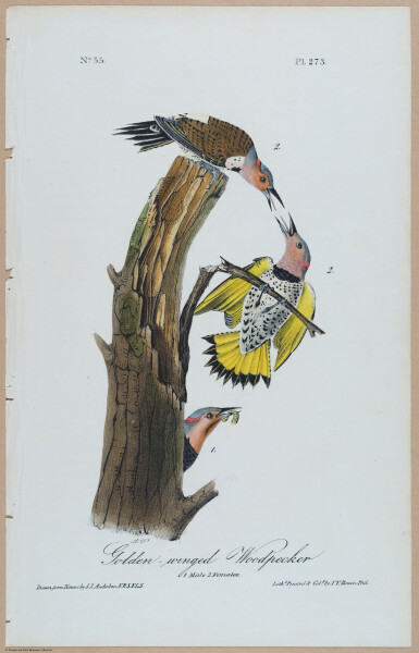 Golden-Winged Woodpecker - i17883