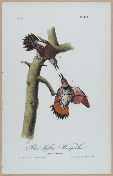 Red-Shafted Woodpecker - i17884