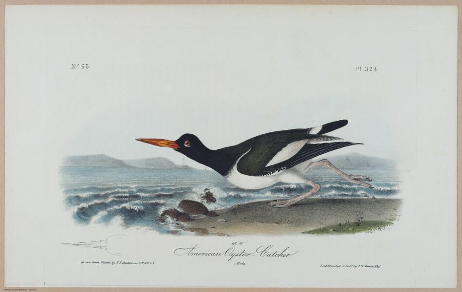 American Oyster-Catcher - i17890