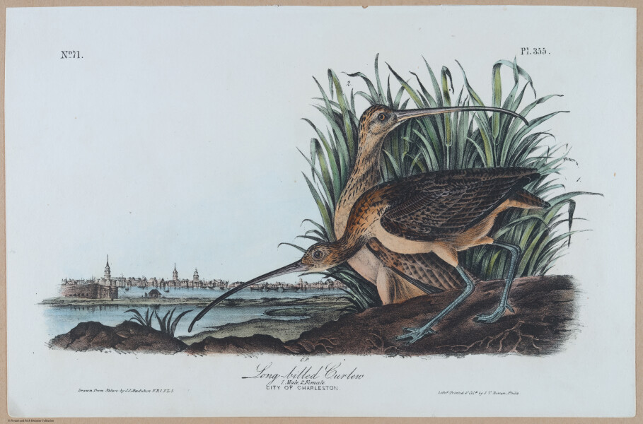 Long-billed Curlew - i17895